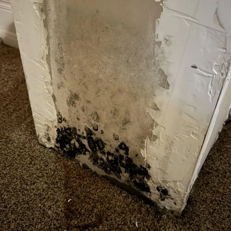 Professional Mold Removal in Cypress, TX